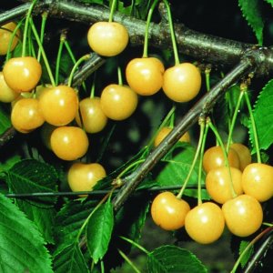 Čerešňa vtáčia (Prunus avium)  ´STARK GOLD´ - skorá, výška: 160-200 cm, voľnokorenná 